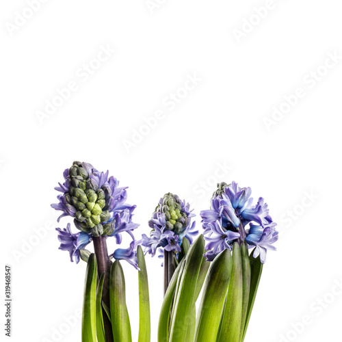 Hyacinth on white.