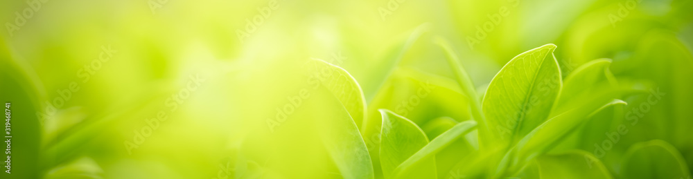 Nature of green leaf in garden at summer. Natural green leaves plants using as spring background cover page greenery environment ecology wallpaper Nature of green leaf in garden at summer. Natural green leaves plants using as spring background cover page greenery environment ecology wallpaper