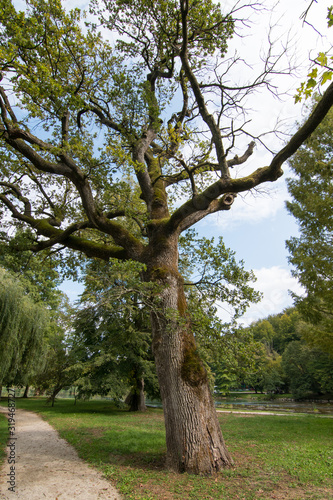 tree in the park