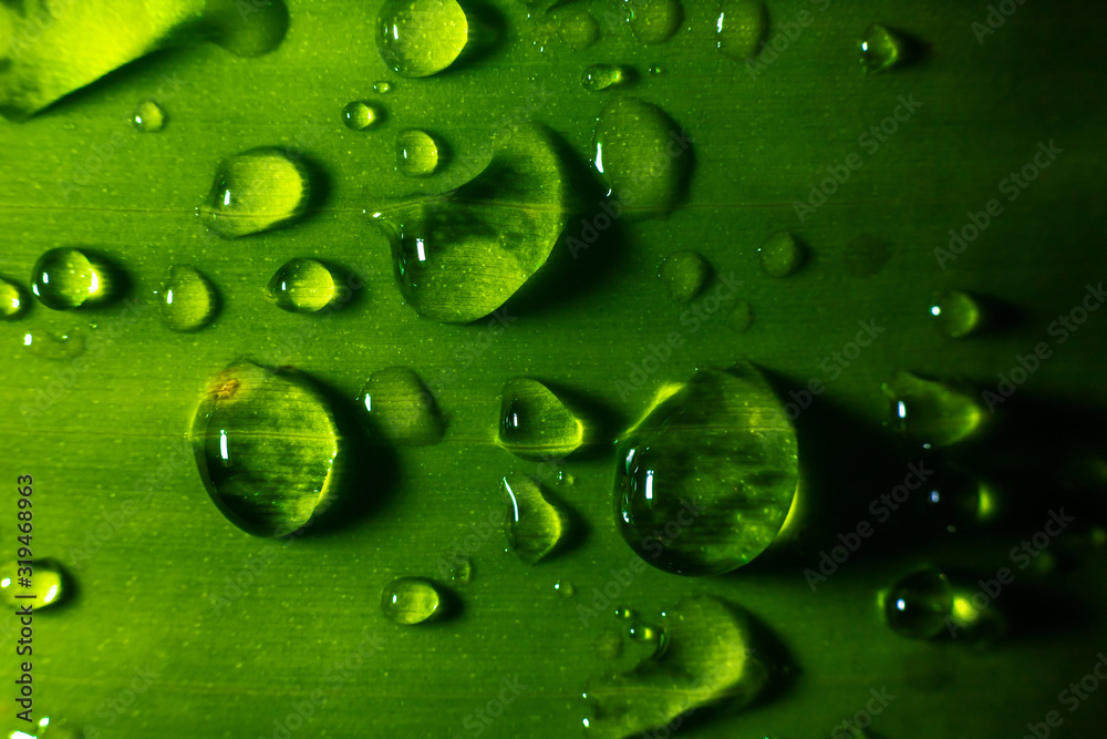 Water drop on green leave. Nature background.