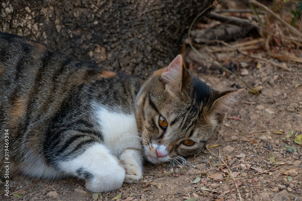 One Domestic Beautiful Tabby Cat in Wild.