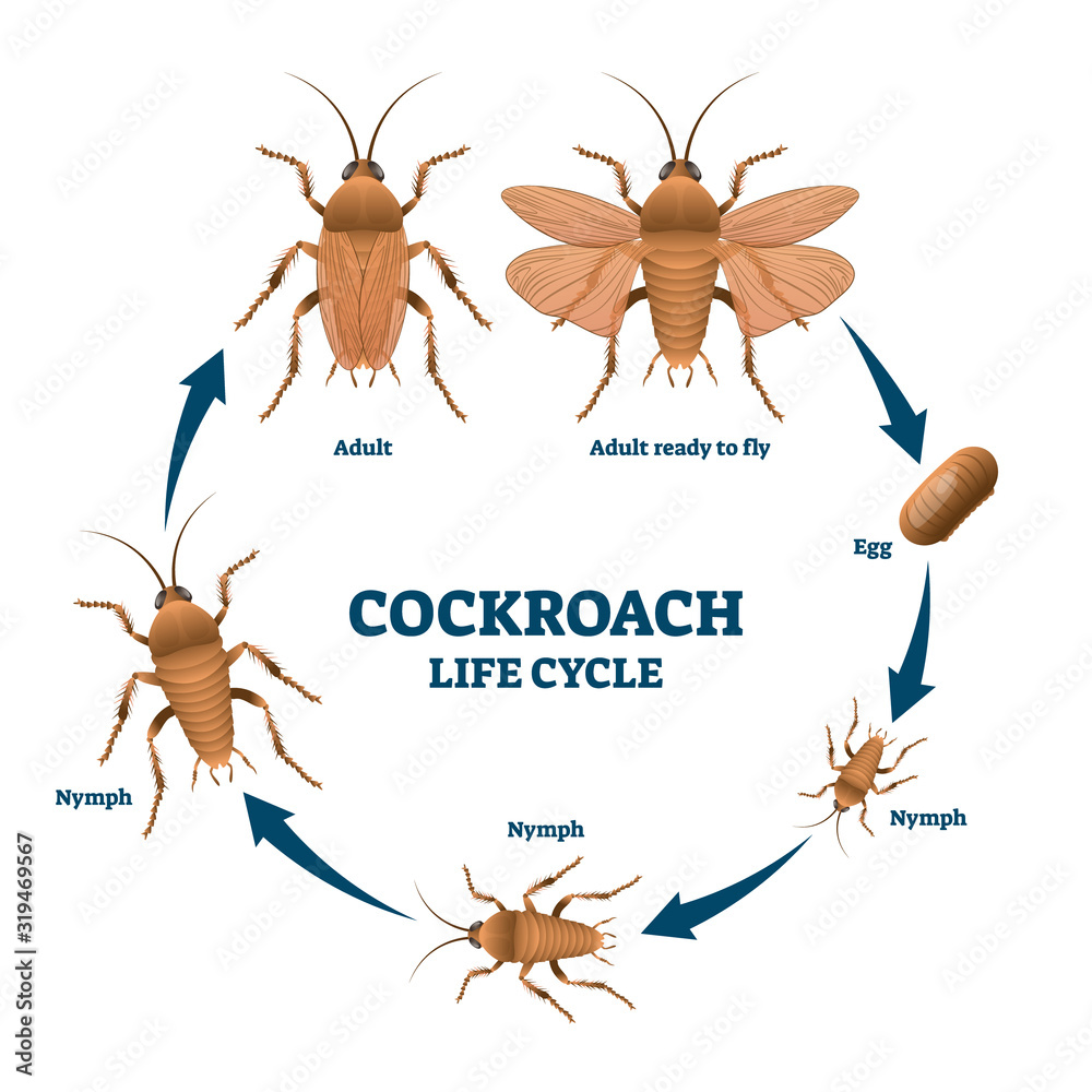 Cockroach life cycle diagram, vector illustration scheme Stock Vector ...