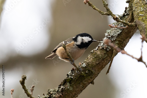 An inquisitive coal tit searching buds and lichen along an oak branch for food