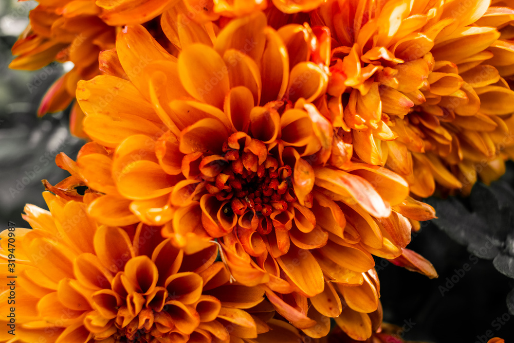 Closeup Picture of an orange flower at full bloom Closeup Picture of an orange flower at full bloom