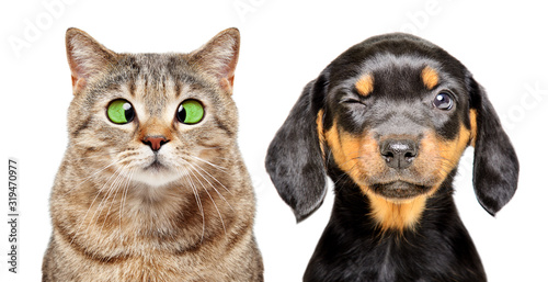 Portrait of cat and dog with eye diseases isolated on a white background