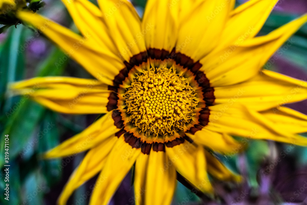 close up macro picture of a sunflower close up macro picture of a sunflower