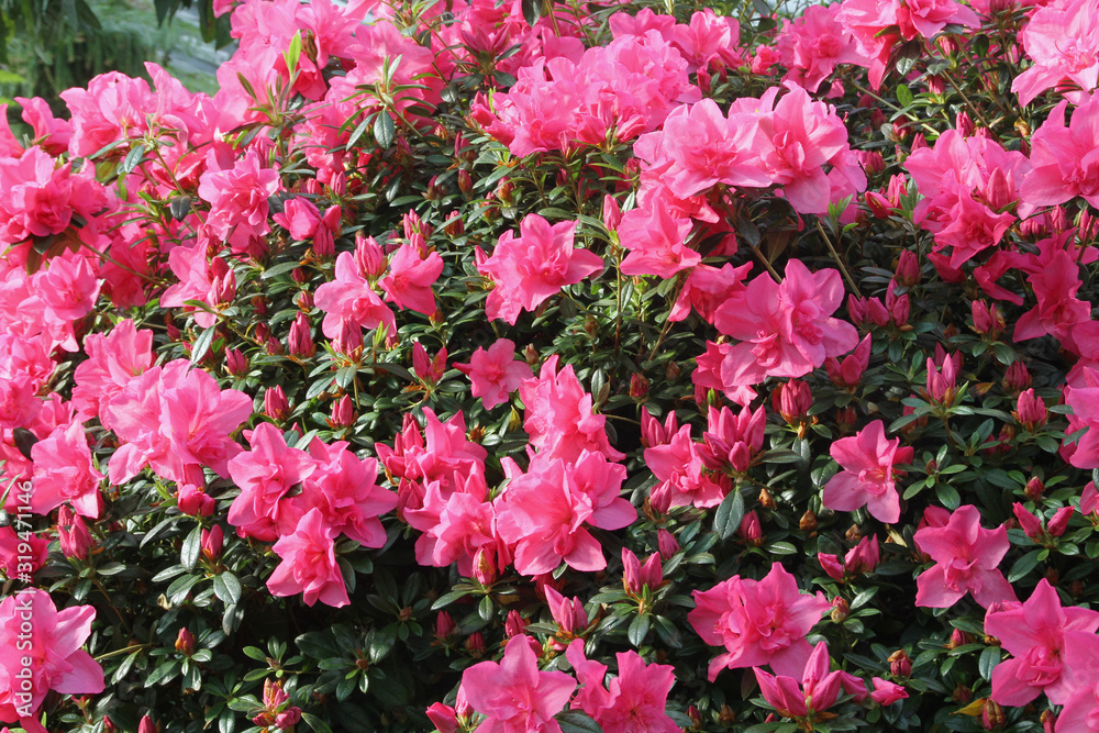 Japanische Azalee (Rhododendron japonicum) mit Blüten Japanische Azalee (Rhododendron japonicum) mit Blüten