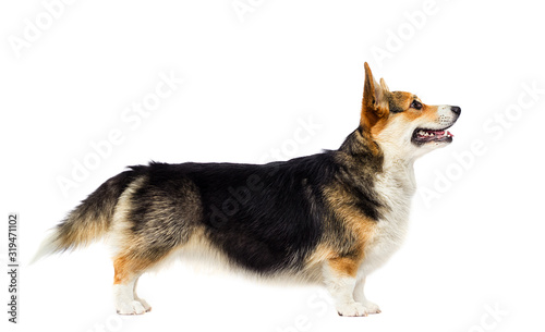 Welsh Corgi dog stands sideways on a white background © Happy monkey