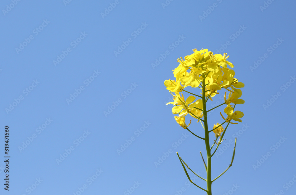 Obraz premium 青空と菜の花