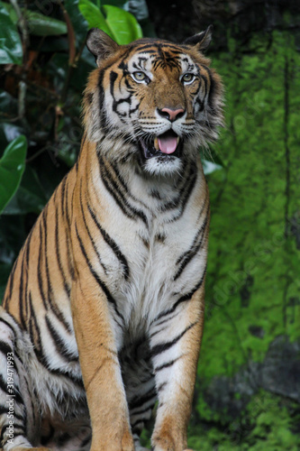 Close up tiger show tongue in garden