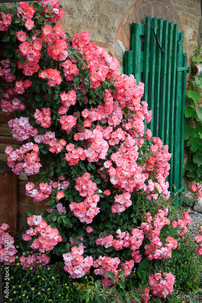 Fototapeta premium Kletterrose mit vielen Blüten am Hauseingang
