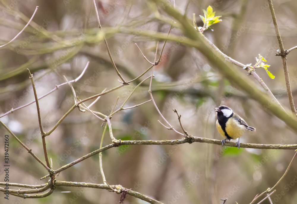 Naklejka premium A great tit singing its heart out on a branch in a cluttered woodland
