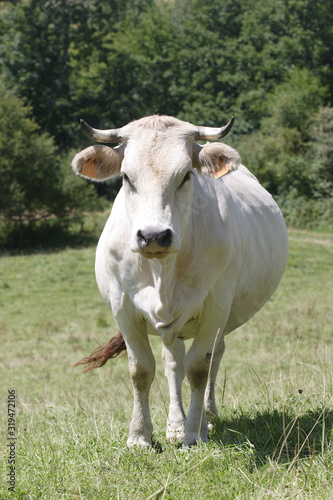 vache mirandaise