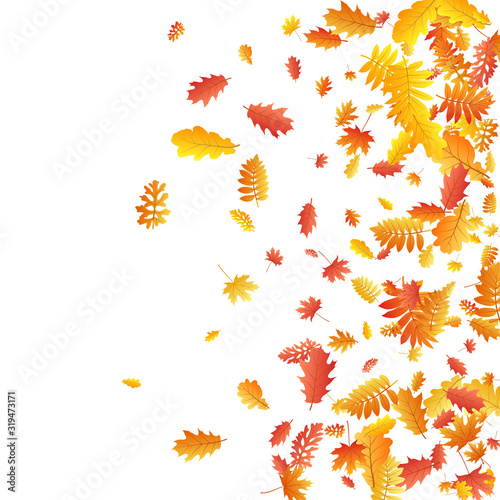 Oak, maple, wild ash rowan leaves vector, autumn foliage on white background.