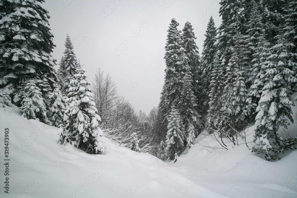 Obraz premium Snow-covered spruce trees in the Caucasus mountains, Sochi, Russia.