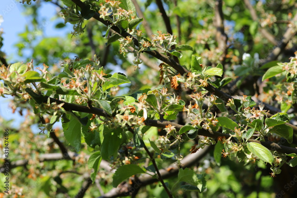 Young fruit apples after flowering in garden. Apple buds. Young apple buds primordium . Young apple at fruitlet stage . Fruit set