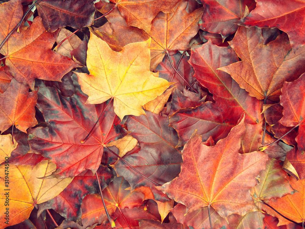 autumn background forest with maple trees and sunny beams autumn background forest with maple trees and sunny beams