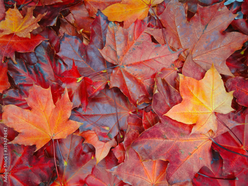 autumn background forest with maple trees and sunny beams autumn background forest with maple trees and sunny beams