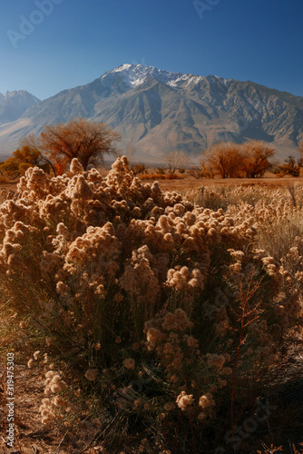 Mount Gabb USA America gold tree with ice photo