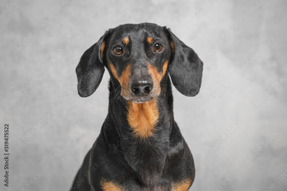 portrait adorable portrait of amazing and serious adult  dachshund black and tan against the gray wall