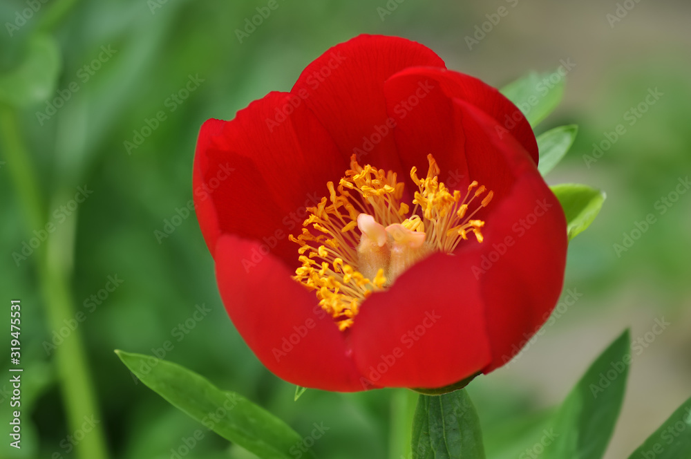 Pfingstrose Paeonia Garten Zierpflanze groß Staubblätter Fruchtknoten Stempel rot Blütenblätter Frühling Pfingsten Sommer Details Makro Nahaufnahme beliebt Züchtung Pfingstrose Paeonia Garten Zierpflanze groß Staubblätter Fruchtknoten Stempel rot Blütenblätter Frühling Pfingsten Sommer Details Makro Nahaufnahme beliebt Züchtung