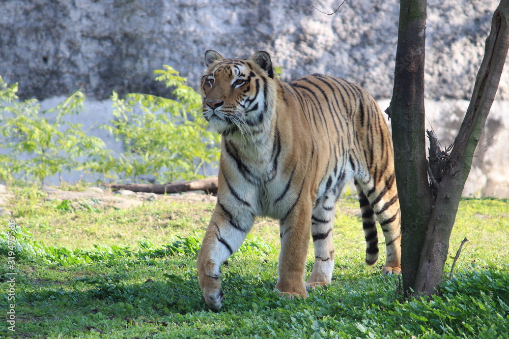 Obraz premium tiger in wildlife