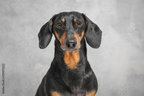 portrait adorable portrait of amazing and serious adult  dachshund black and tan against the gray wall © Masarik