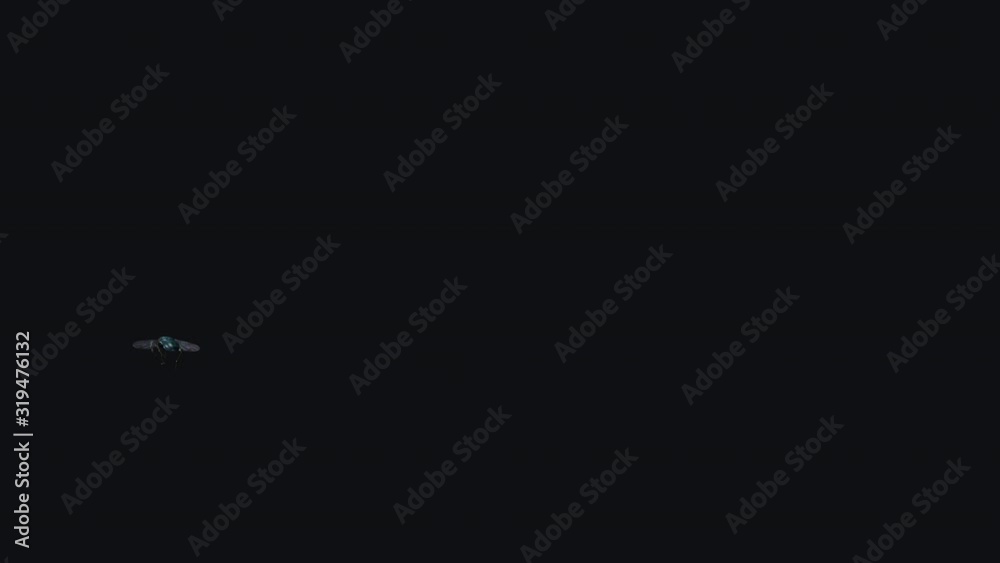 House Fly bug flying into, over, out of the screen. Realistic 3D model animation loop isolated on transparent background.