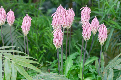 kniphofia or torch lily pink flowers photo