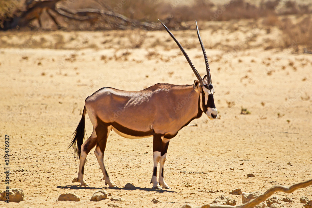 Gemsbok in Kalahari during drought Gemsbok in Kalahari during drought