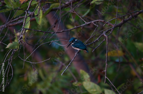 kingfisher on a branch photo