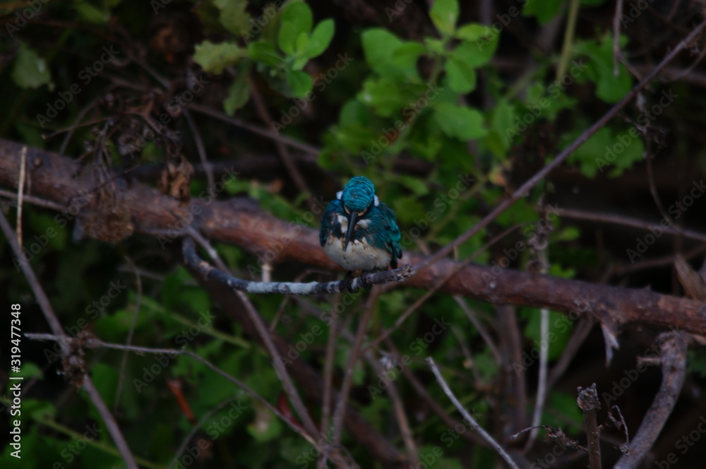 blue bird on a branch