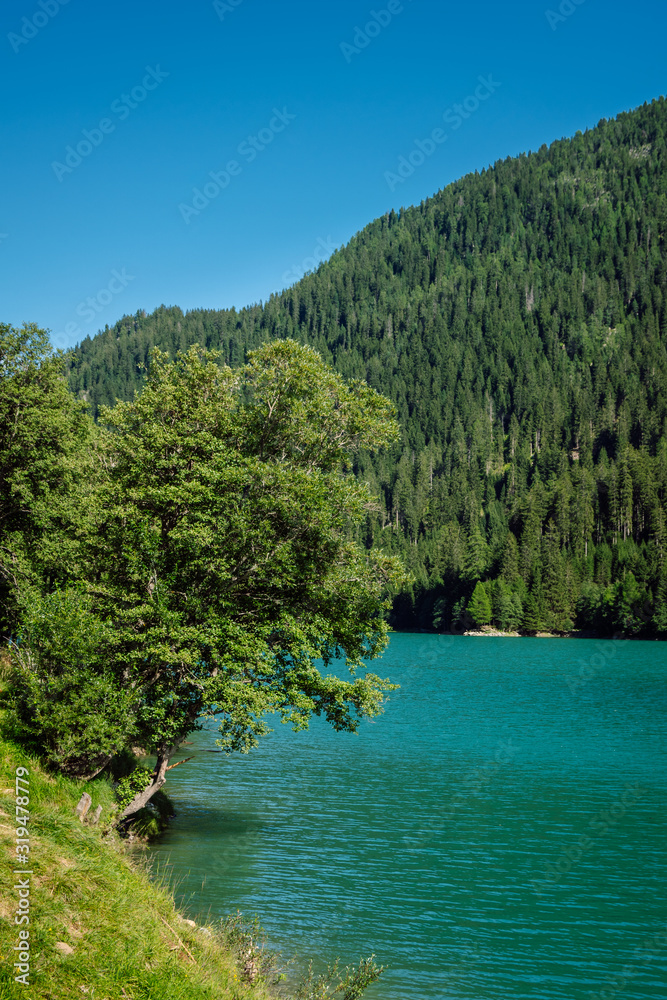 Summer view of a mountain lake with blue waters and a large green tree overhanging them against a mountain slope with dense green forests and clear blue skies. Vertical landscape from Swiss Alps. Summer view of a mountain lake with blue waters and a large green tree overhanging them against a mountain slope with dense green forests and clear blue skies. Vertical landscape from Swiss Alps.