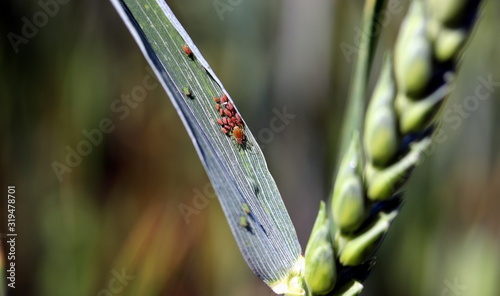 Fotografering Wheat leaf with colony of red and green aphids . Wheat disease
