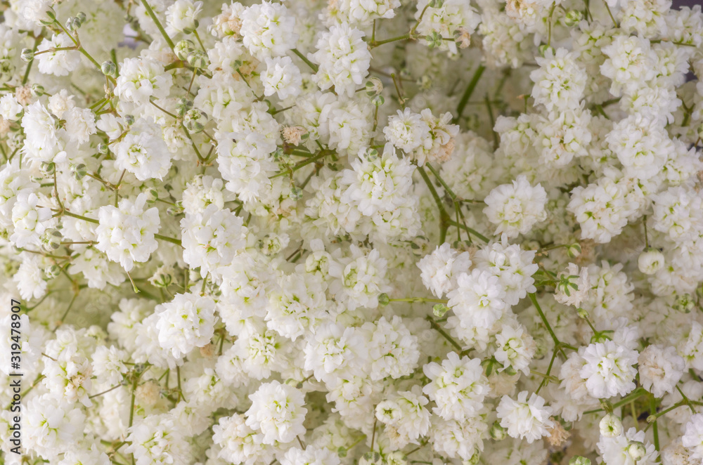 Closeup view of a bouquet of tiny white flowers