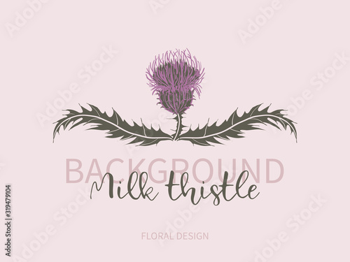Arrangement of milk Thistle flower with leaves on pink background. Symbol of Scotland, logo.