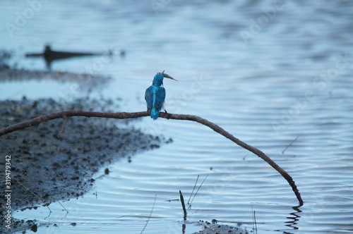 The cerulean kingfisher (Alcedo coerulescens) is a kingfisher in the subfamily Alcedininae which is found in parts of Indonesia. With an overall metallic blue impression. photo