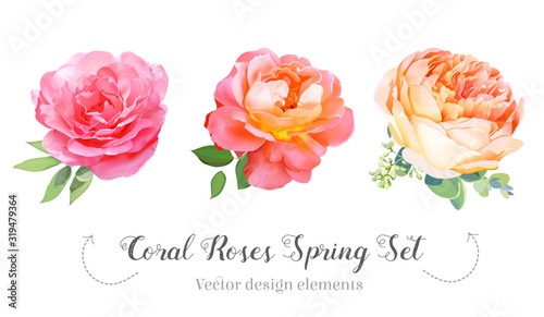 Watercolor style coral garden roses spring set photo
