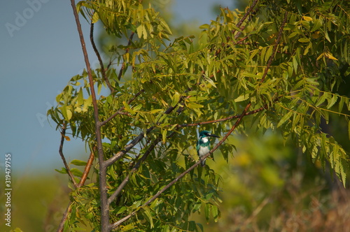 kingfisher on a branch photo