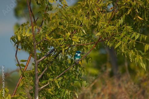 berries on a branch photo