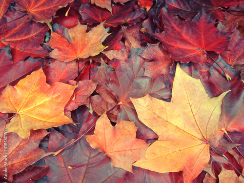 autumn background forest with maple trees and sunny beams