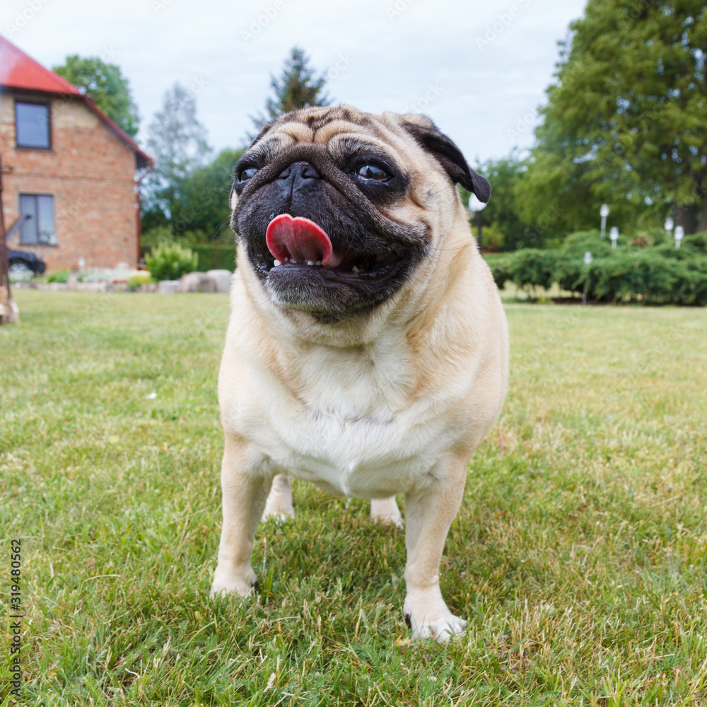 Portrait of nice pug dog in outdoors in hot summer day