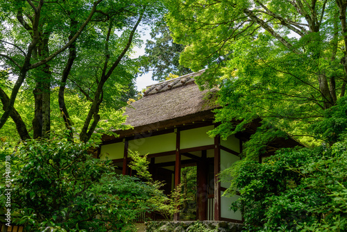 新緑の中のかやぶき屋根 © 正明 村上
