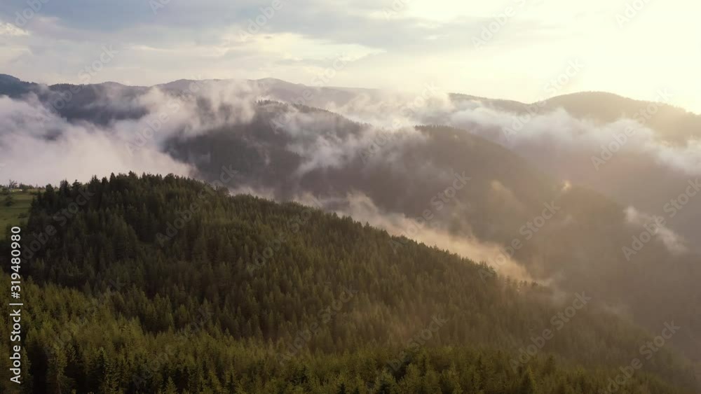 Aerial view of beautiful fir forest. Sunny summer day and blue sky. Aerial view of beautiful fir forest. Sunny summer day and blue sky.