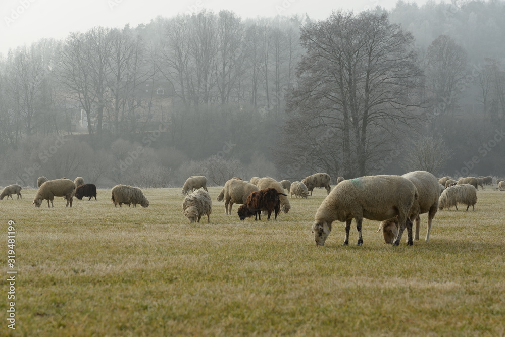 Fototapeta premium Winterliches Idyll auf der Schafweide. 