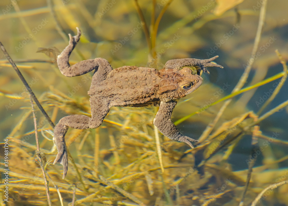 toad frog swimming in clear water among vegetation