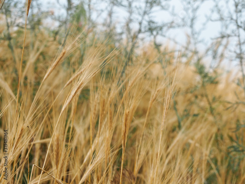 Background with spikelets of wild cereals