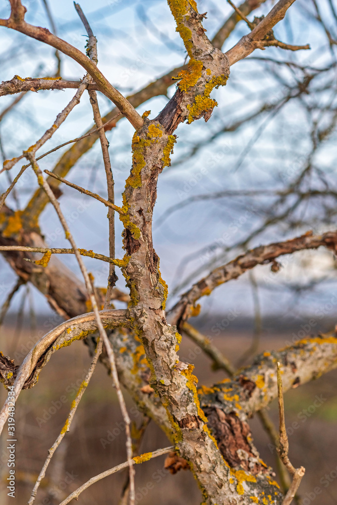 A branch of an old dried tree against the sky. A branch of an old dried tree against the sky.