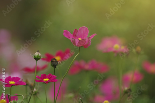 Beautiful cosmos flowers in the field