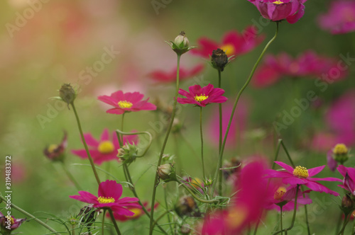 Beautiful cosmos flowers in the field © eaohm